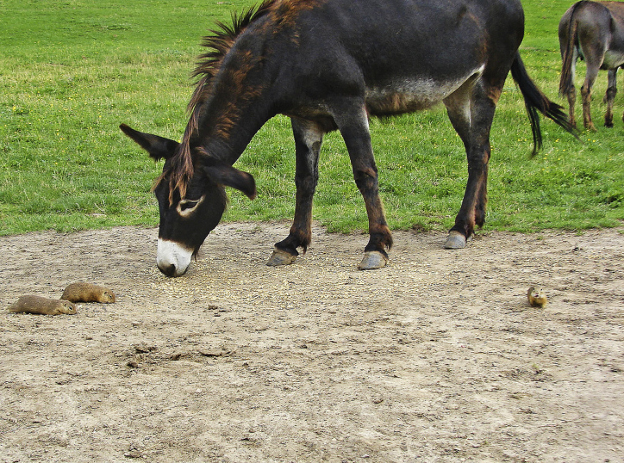 Muránska planina je jednou
z