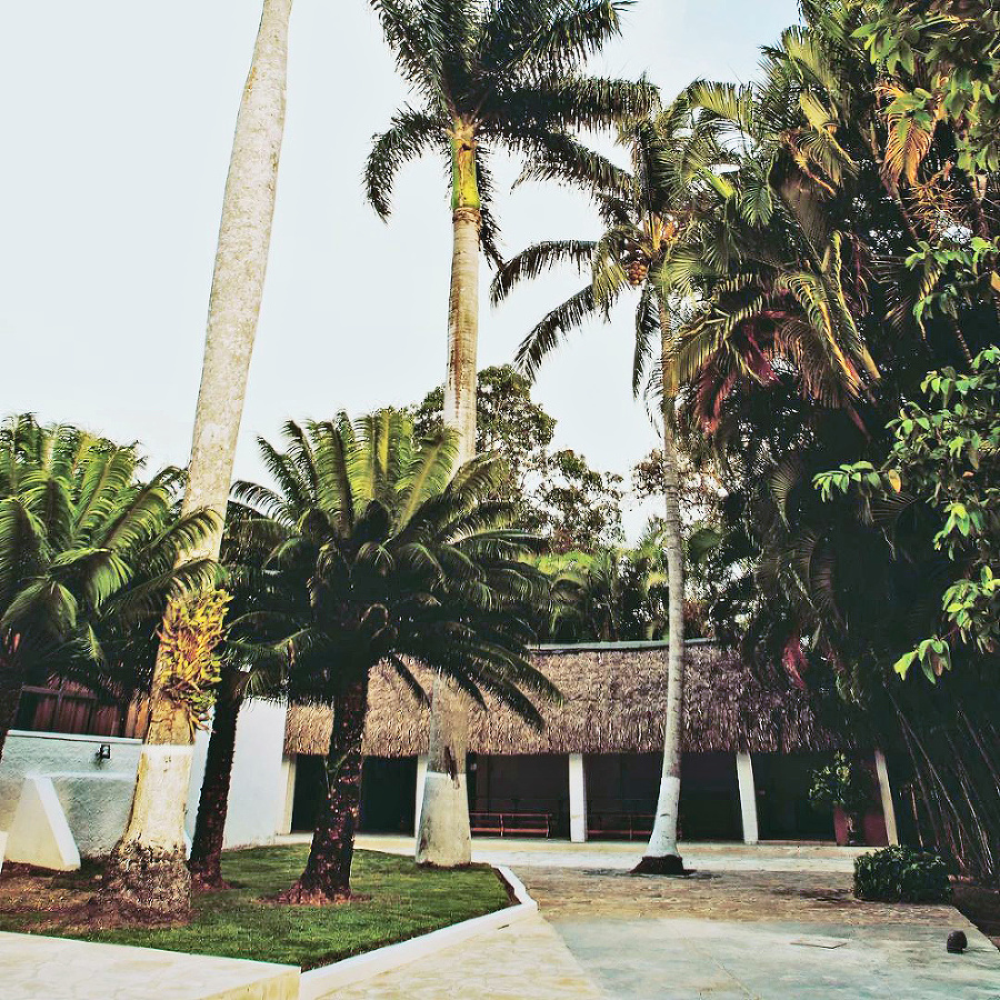 Okolie domu obklopujú palmy.