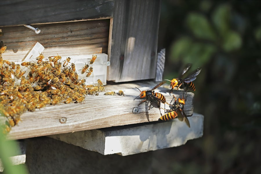 Postrach pre včely: Ázijské sršne útočia na medonosné včely veľmi agresívne.