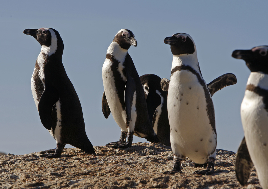 Tučniaky okuliarnaté v juhoafrickom