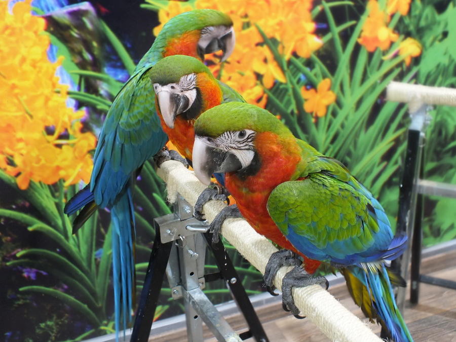 V Arakove sa nachádza vyše 10 veľkých papagájov rôznych druhov.