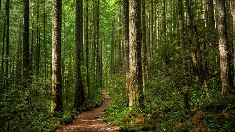 A trail through a sunlit Pacific Northwest forest.