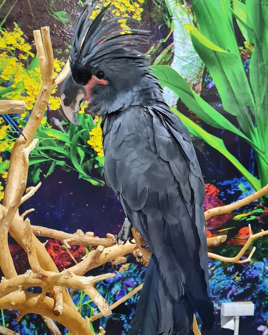 Kakadu palmový
je na Slovensku
unikátom.