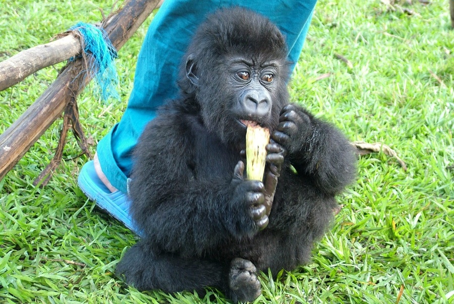 2007 - Ndakasi osirela,
keď mala 2 mesiace.