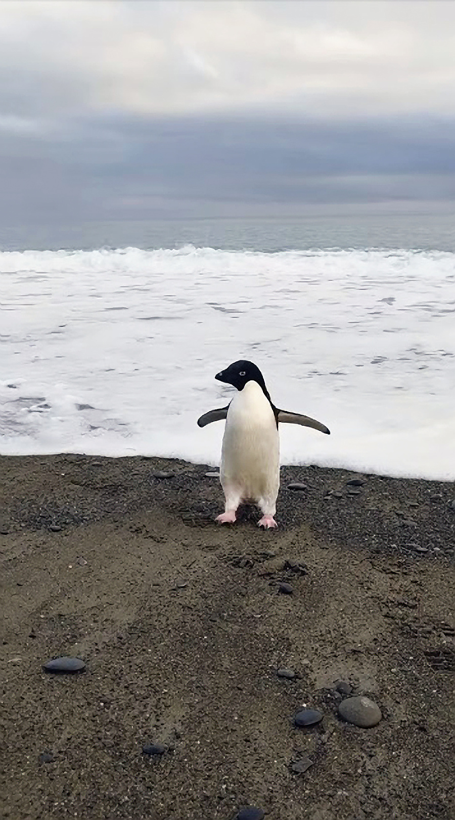 Pingu mal najprv
radosť zo svojho príchodu.