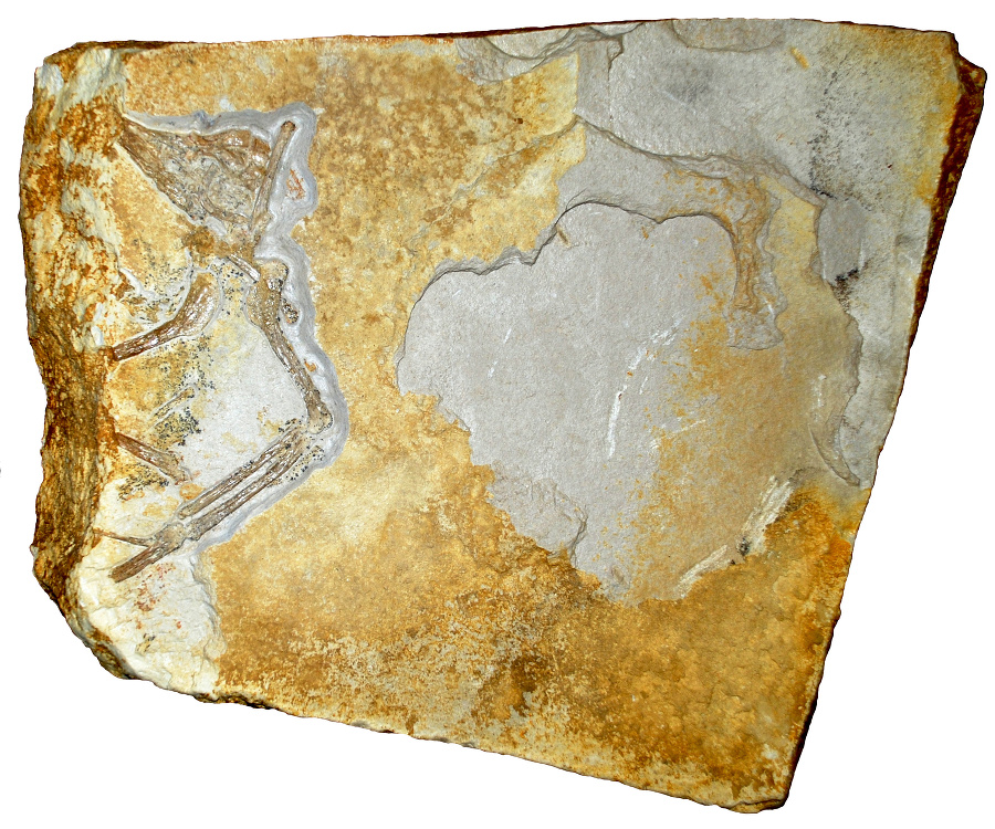 Vzácna skamenelina Fantóma meria 29 × 26 × 2 cm.
