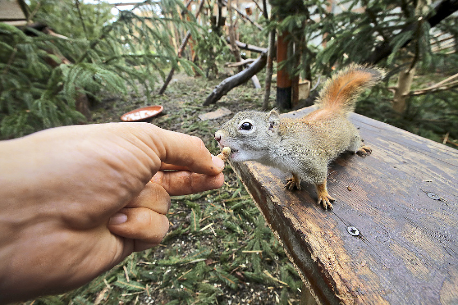 Veveričky kanadské: Čím viac