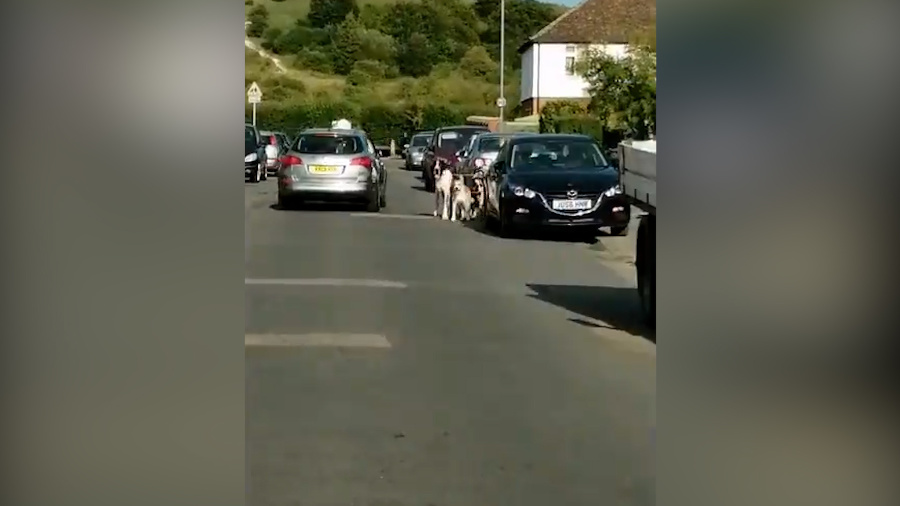 Staršiu pani na skútri sprevádzali psy. 