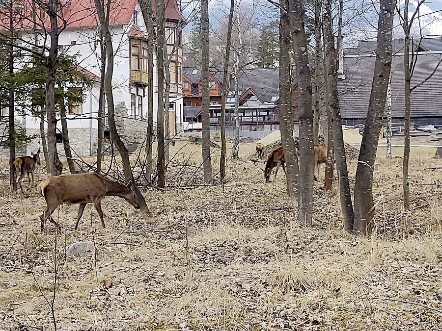 Tatranská Lomnica, záber ešte