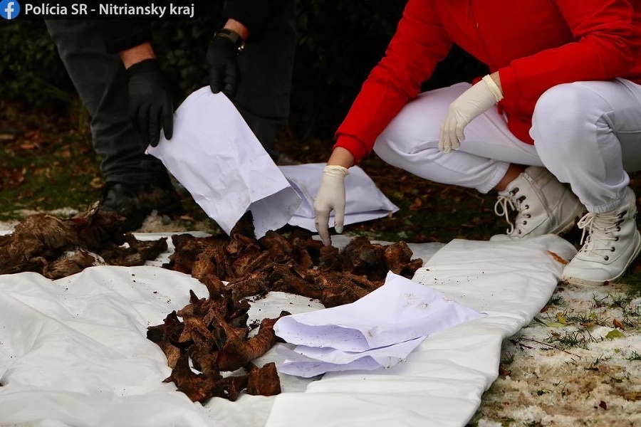 Kosti vykopané v Nitre