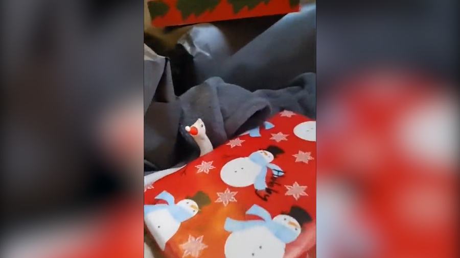 Už ste videli hada prezlečeného za Santa Clausa? TOTO vás skutočne pobaví