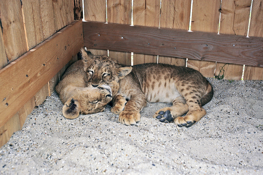 Krásne levy Aslan a Kiara sú aj po šiestich rokoch obľúbené medzi návštevníkmi.
