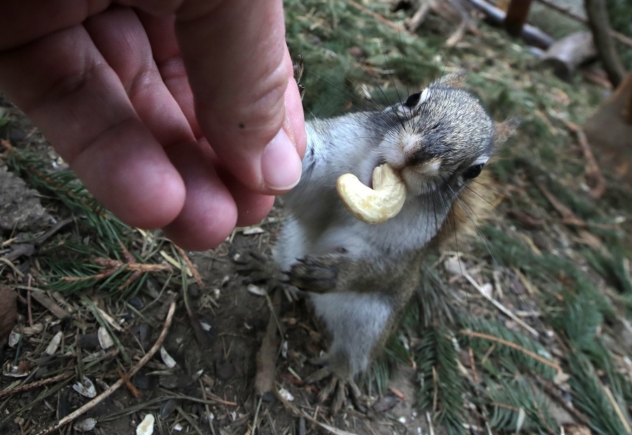 Veverice milujú orechy a