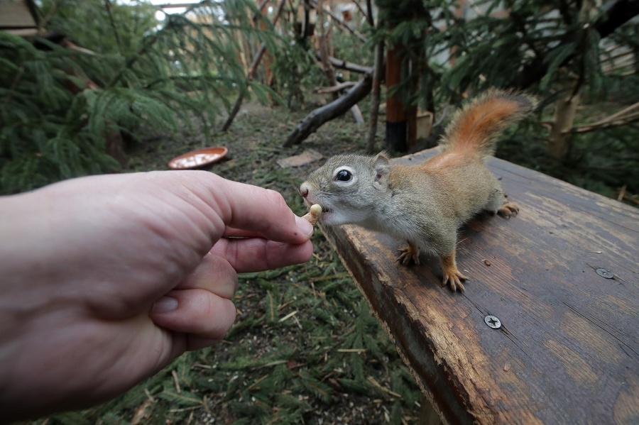 Veverice milujú orechy a neraz ich strčia do vrecka aj návštevníkom.