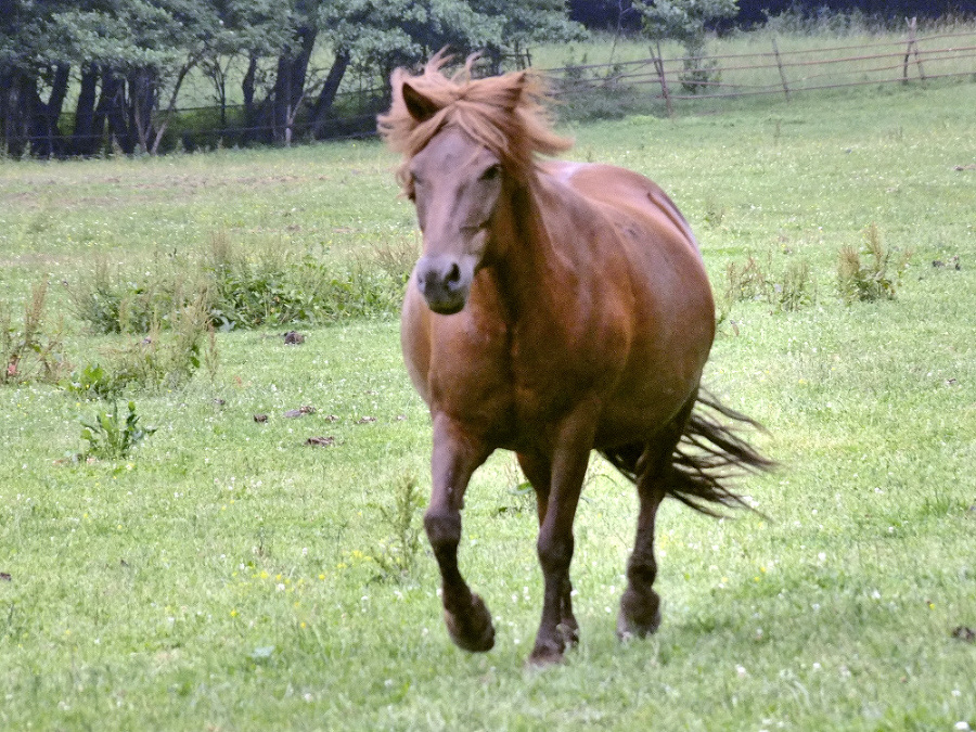 Kôň Astra