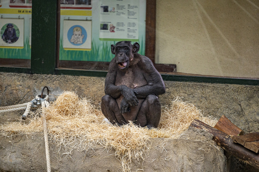 Šimpanz Uschi