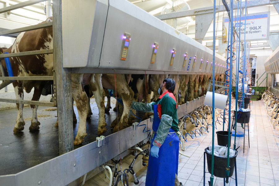 Produkcia mlieka na Slovensku