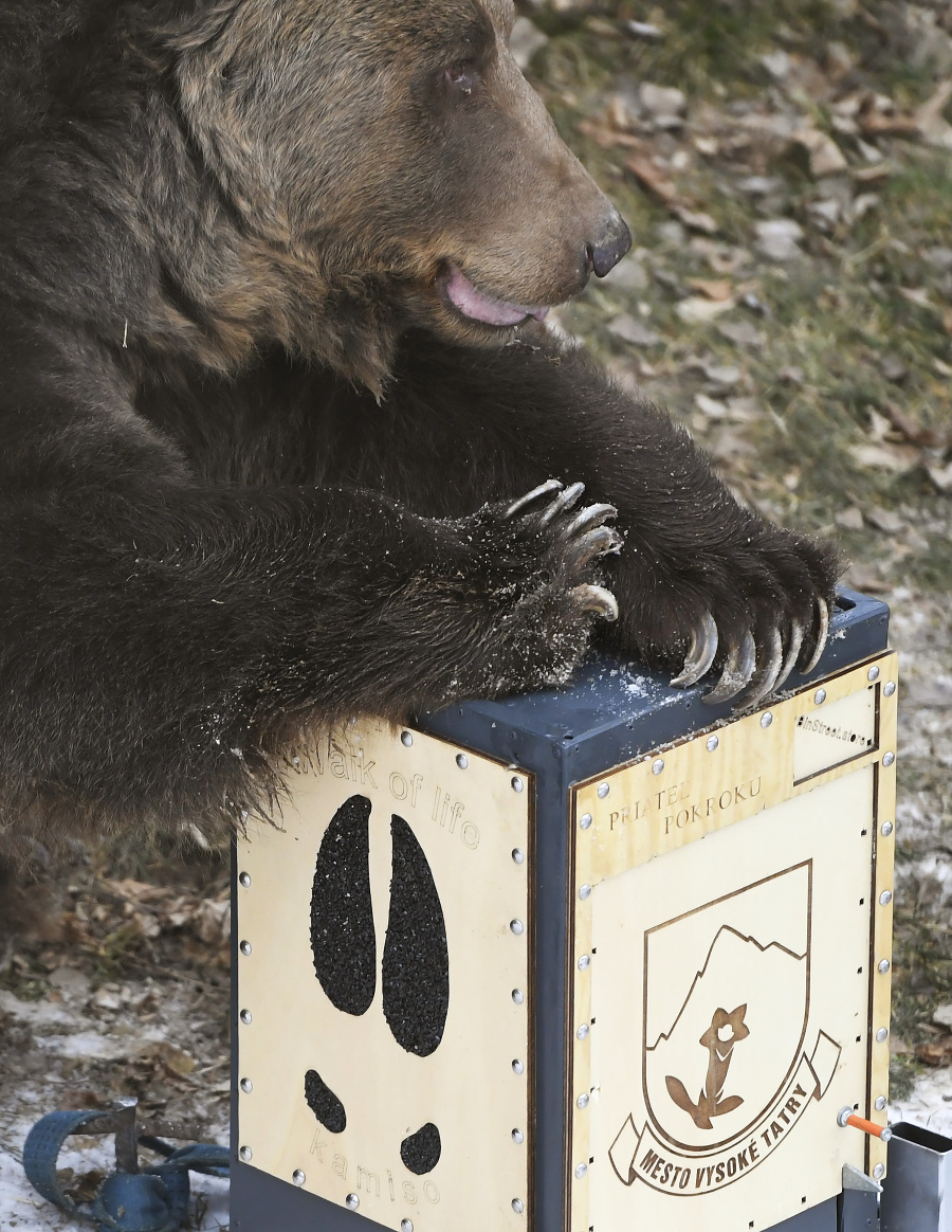 Medveď Žabo testoval kontajnery.