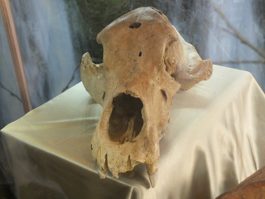 Lebka medveďa jaskynného: Našli ju v jaskyni Lôm vo Veľkej Fatre.