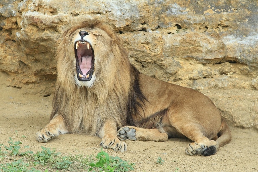 Ramzes sa narodil aj vyrastal v bojnickej zoo