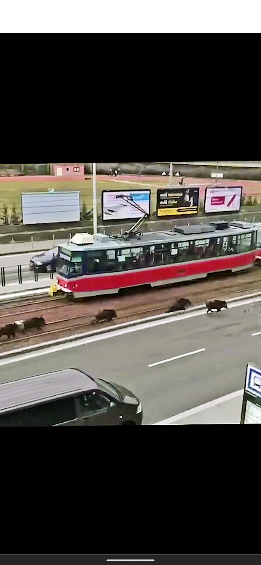 Zvieratá na trati trochu