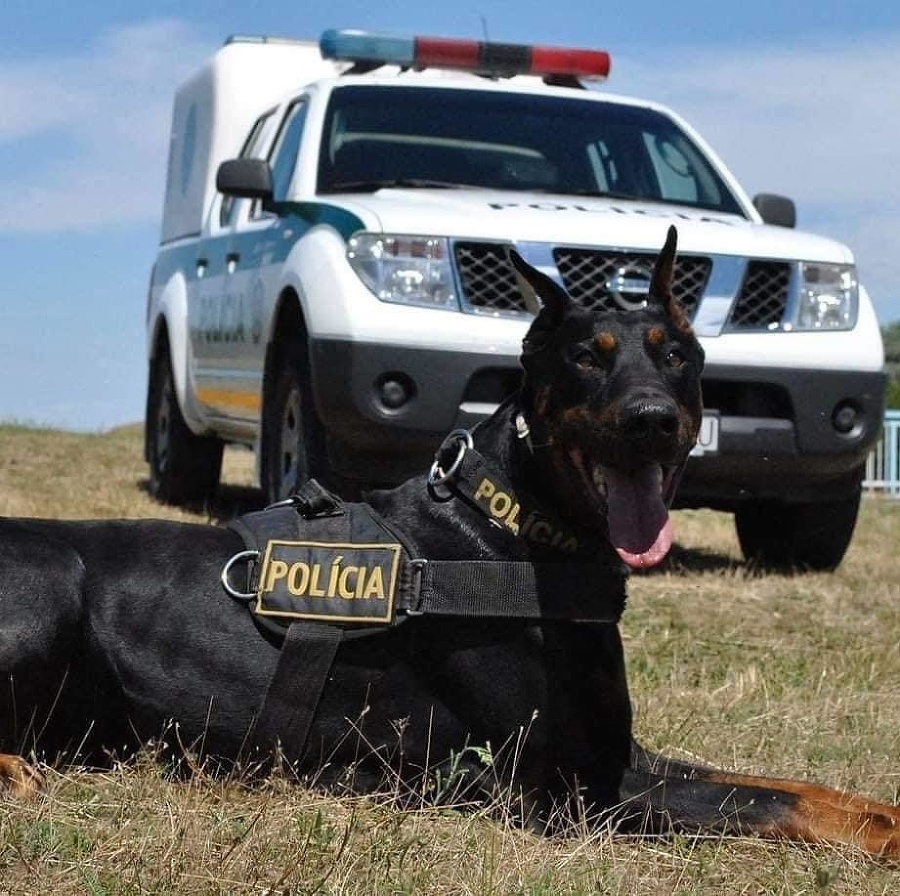 Policajti prišli o štvornohého