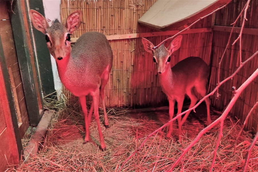 V bojnickej zoo sa vlani narodili dve antilopy vrané i štyri mláďatá antilopy dikdik (ilustračné foto).