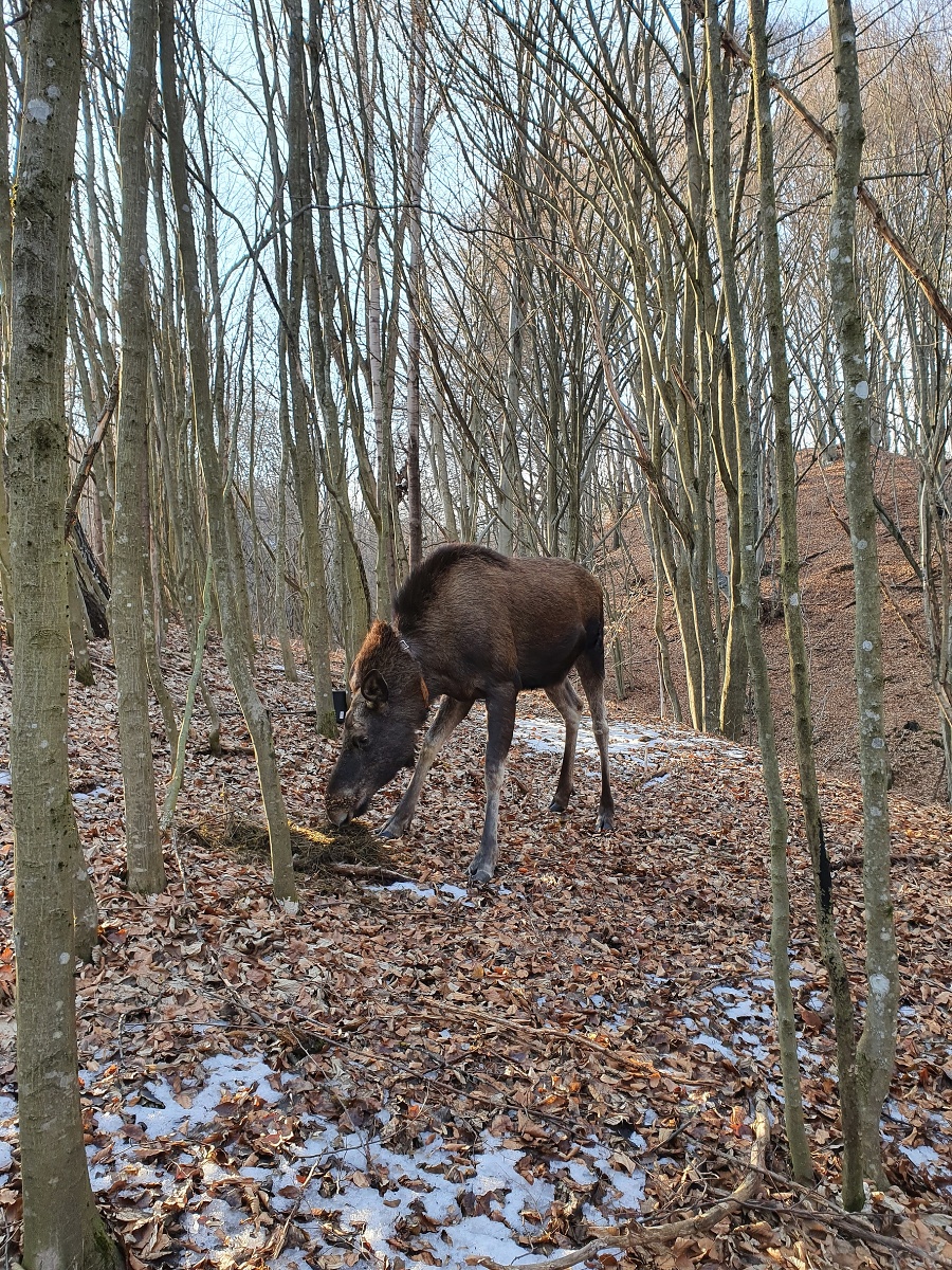 Pred dvoma mesiacmi päťročná