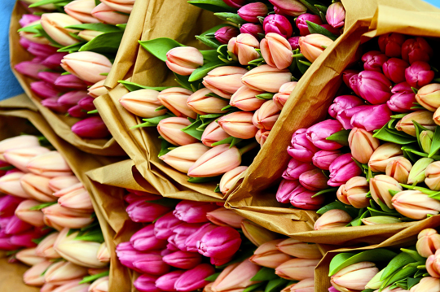 Okrem tulipánov, ktoré práve kvitnú, pestuje až 100 druhov kvetov počas celého roka.