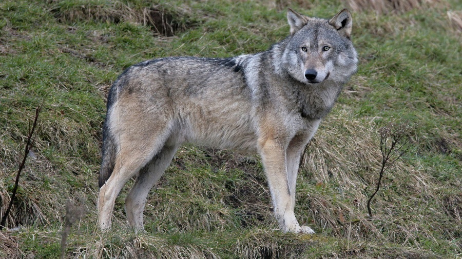 A Gray Wolf standing