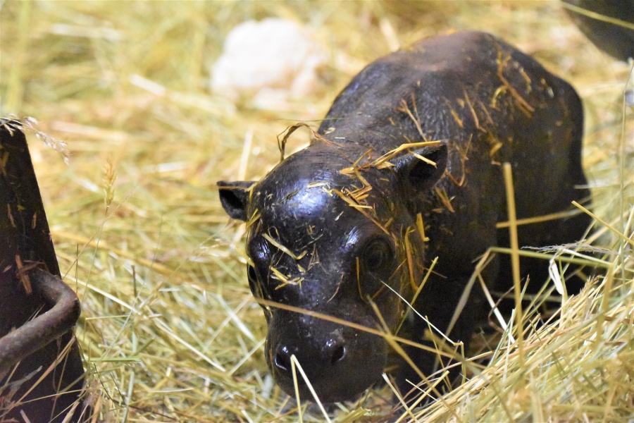 Či ide o samčeka alebo samičku zoo zistí už o pár dní.