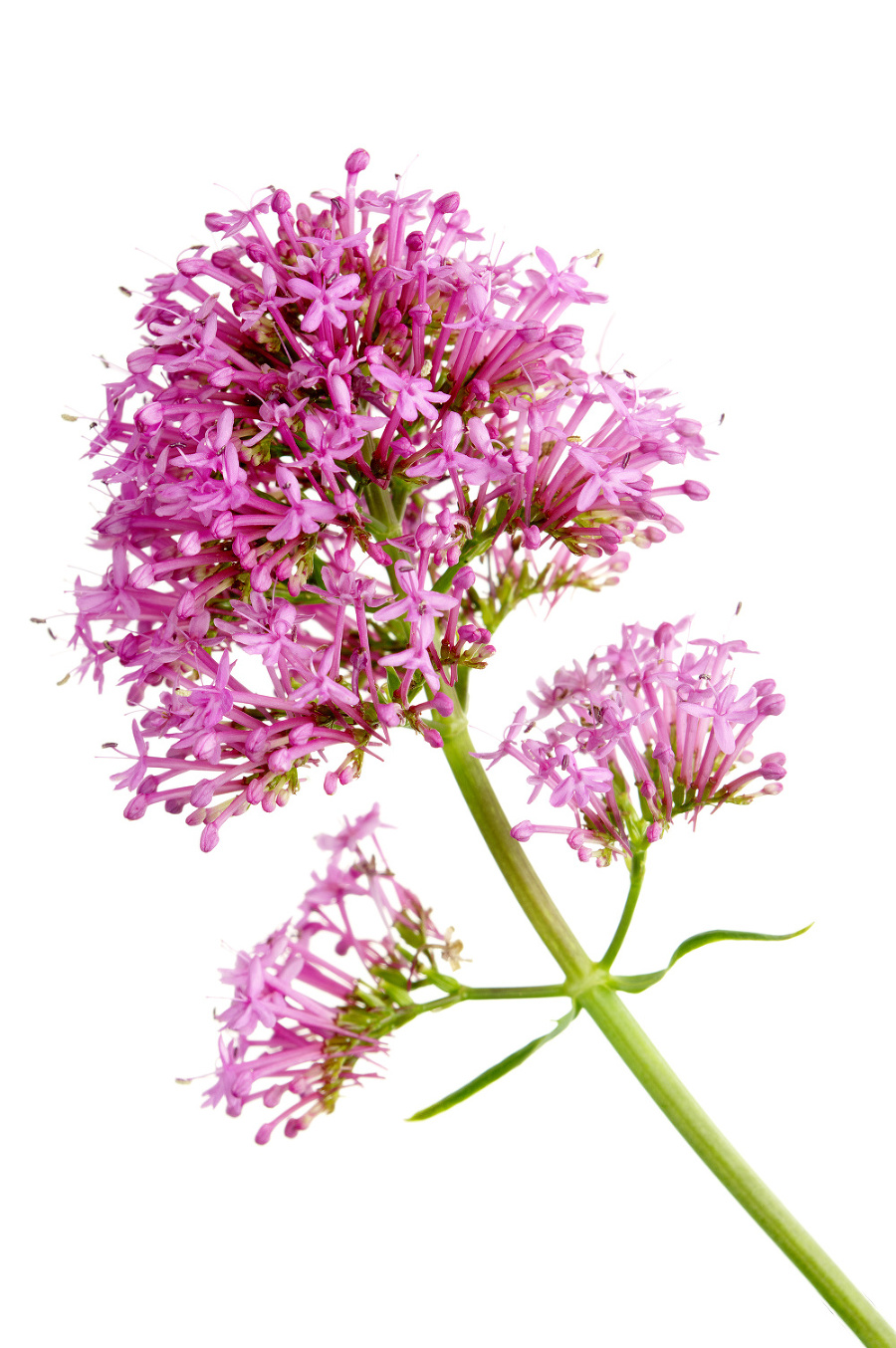 Valeriana