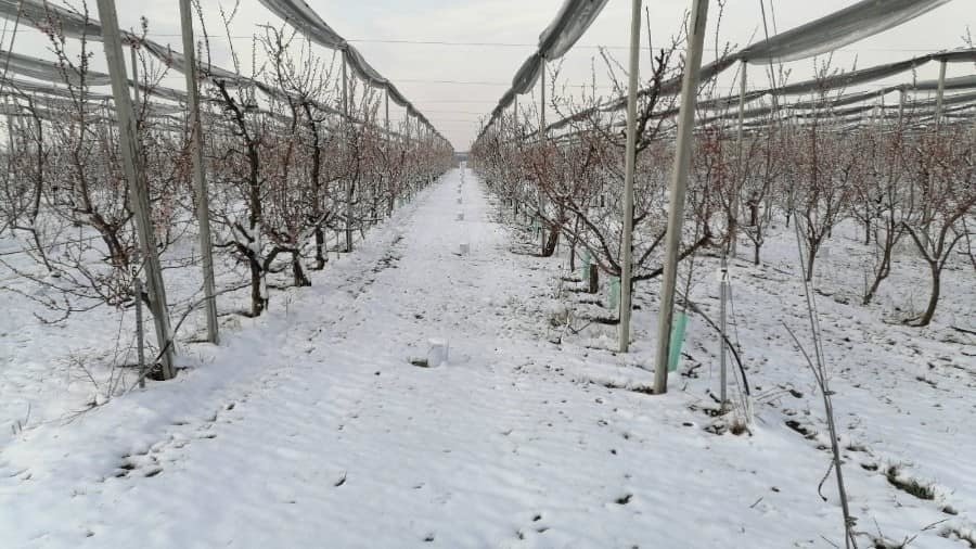 Sneh pomáha ovocinárom bojovať