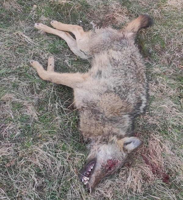 Polícia vyšetruje zastrelenie vlka.