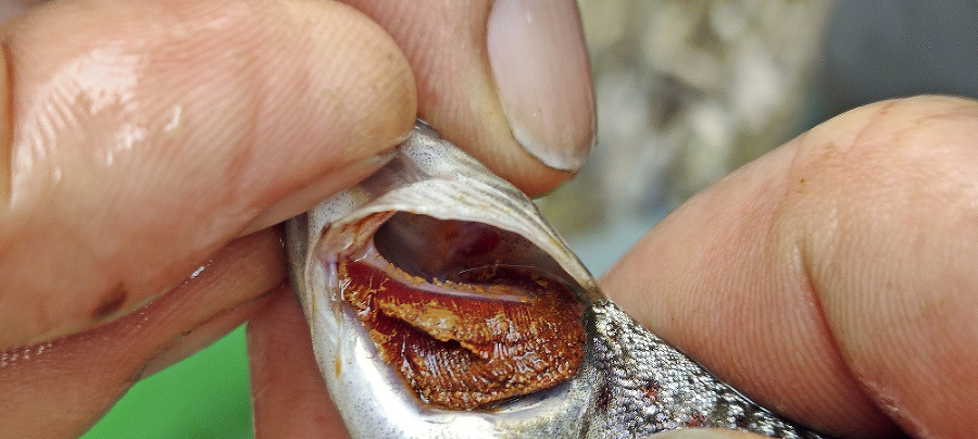 Ryby v v kontaminovanej