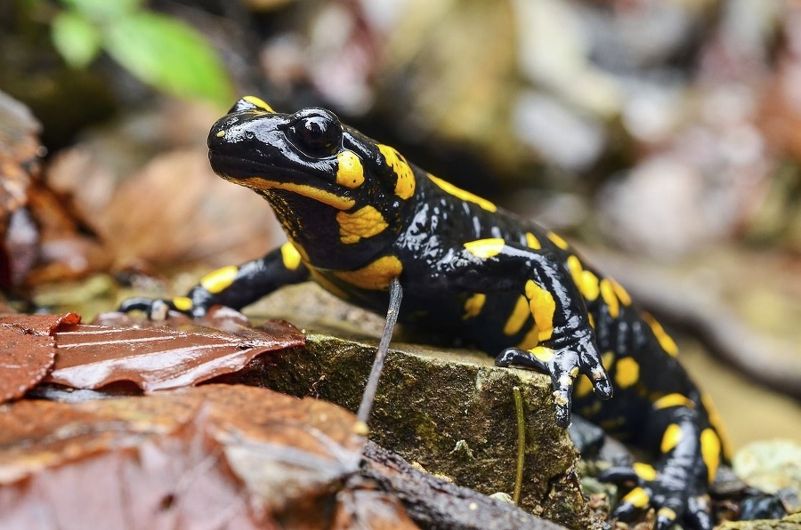 Salamandra škvrnitá je veľmi vzácny živočích.