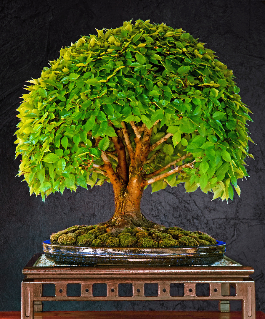 Tento krásavec z Tomášovej zbierky sa volá Zelkova.