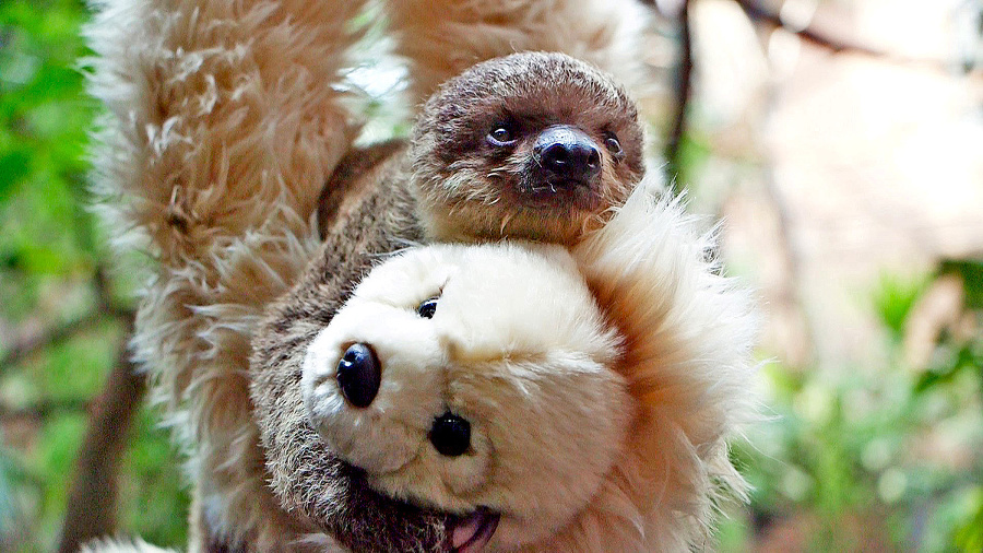 Návštevníci zoo vybrali meno samičke leňocha. (Ilustračné foto)