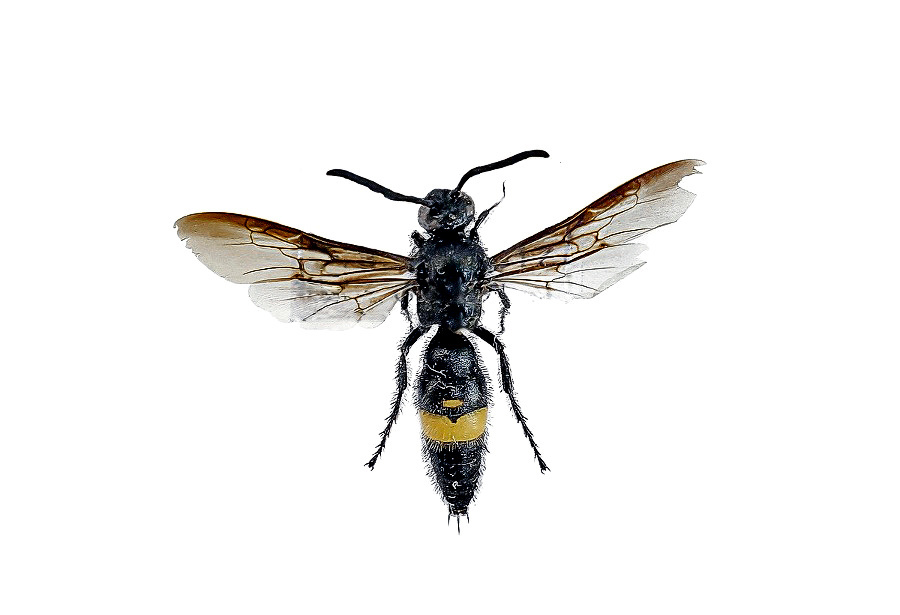 Scolia hirta unifasciata.