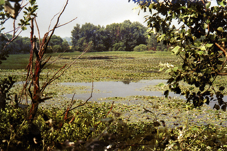 Prírodná rezervácia Tajba má