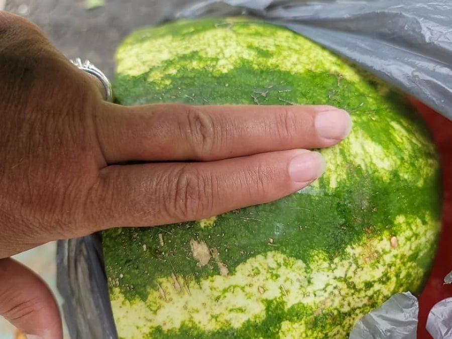 Pri kúpe melónu je dôležité uistiť sa, či sú tmavozelené čiary od seba vzdialené na dva prsty.