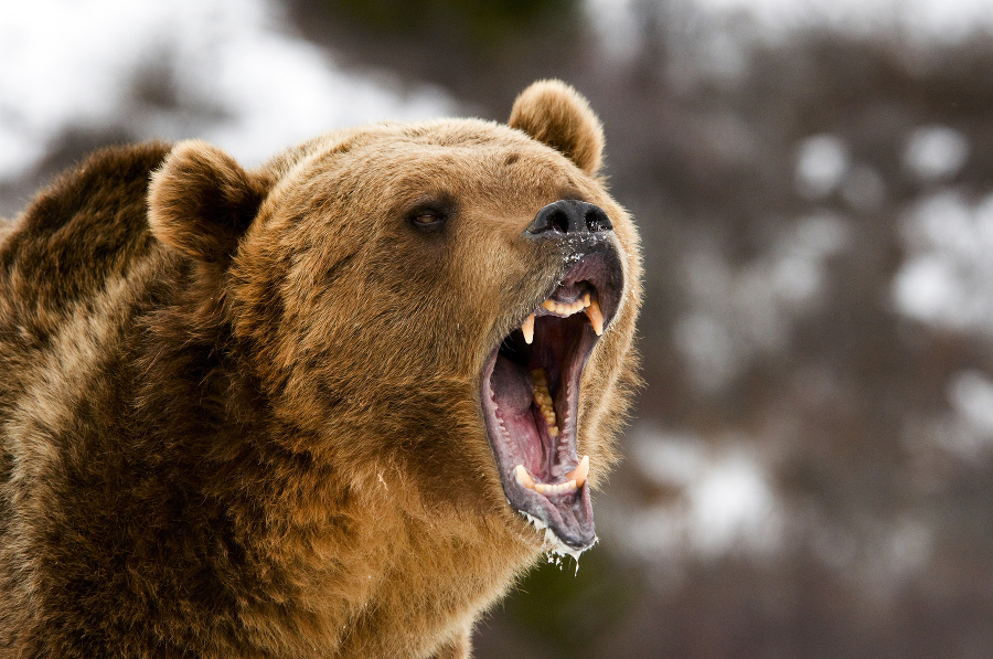 K útokom medveďov dochádza