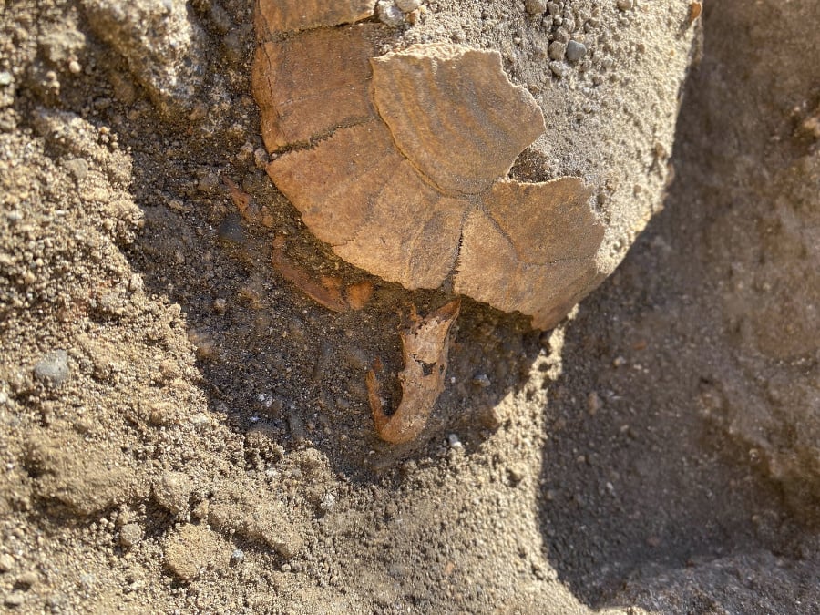 Pozostatky suchozemskej korytnačky s