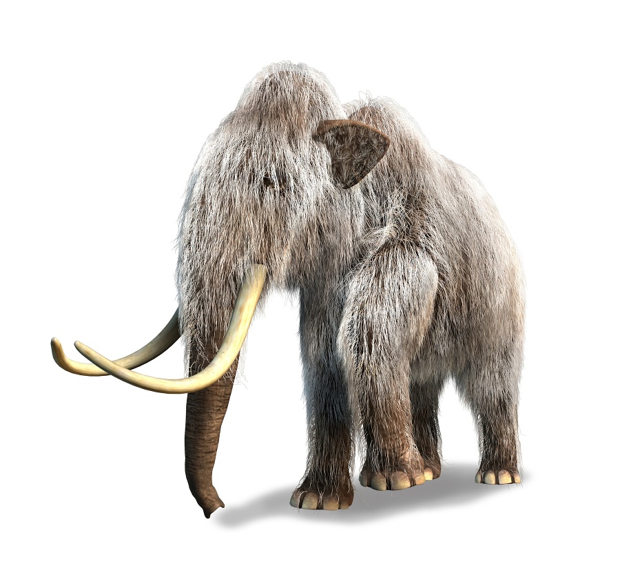 Nájdené mláďa patrilo k druhu mamutov srstnatých.