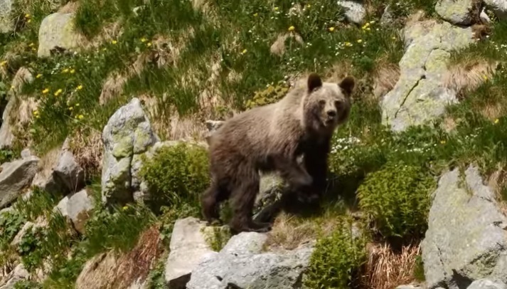 Turista stretol medveďa v