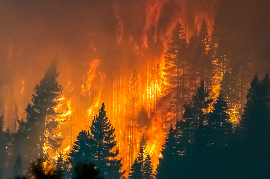 Zhoreli obrovské časti lesa.