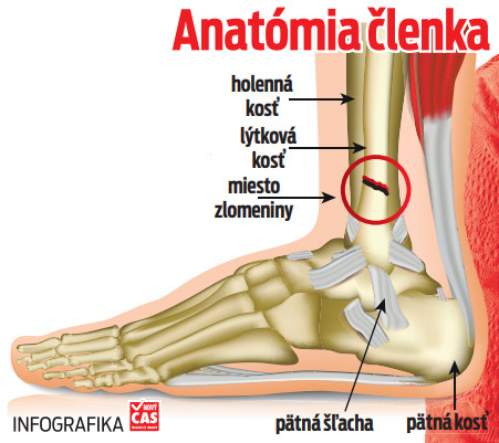 Anatómia členka