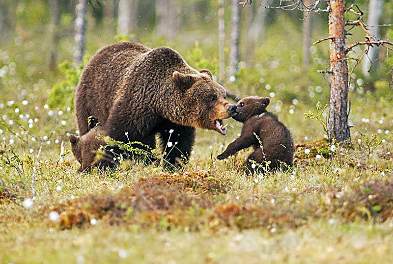 Zo všetkého najradšej fotí medvede.