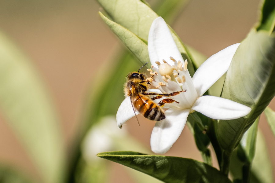 Nové zistenia o včelách