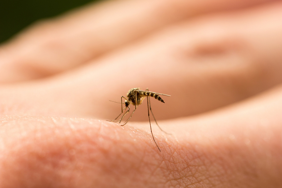 Najviac otravné
sú tzv. záplavové
komáre
